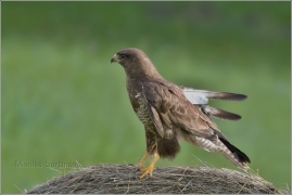 <p>KÁNĚ LESNÍ (Buteo buteo) /Common buzzard - Mäusebussard/</p>